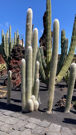 Cactus near restaurant   at Cactus Garden in Lanzarote
