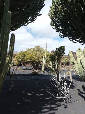  at Cactus Garden in Lanzarote