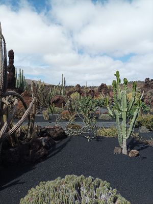  at Cactus Garden in Lanzarote