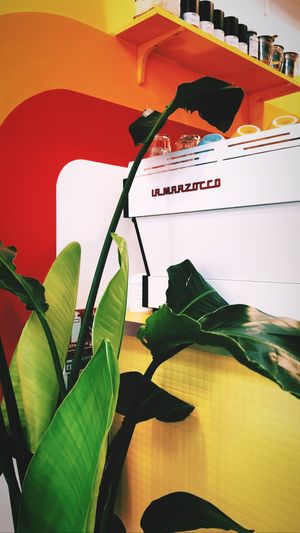  at Zaza Coffee Shop in Toulouse