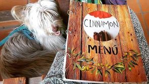 Pet friendly at Cinnamon Veggie in Cuernavaca