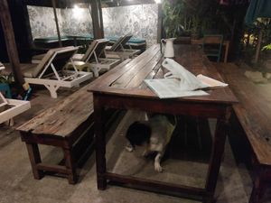 This is Happy the cute dogo at Slam Dunk Sandwich Co in Siem Reap
