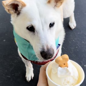 Fancy pupcups include a peanut butter biscuit   at Minglewood Bake Shop in Richmond