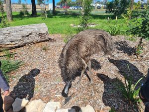 Emus are free to wander to humans, or get away from us at Australian Wildlife Sanctuary in Bargo