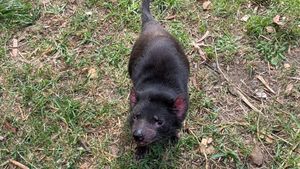  at Australian Wildlife Sanctuary in Bargo