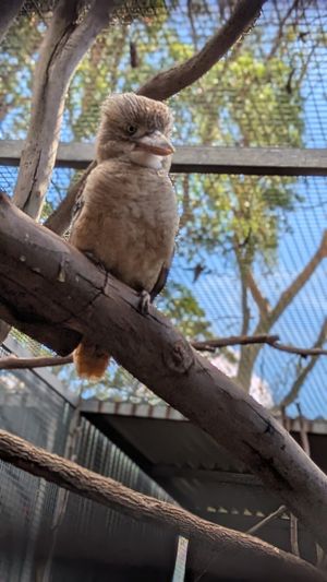  at Australian Wildlife Sanctuary in Bargo
