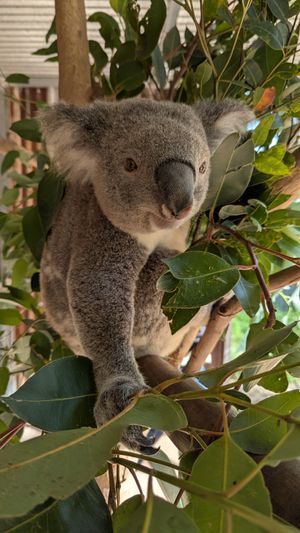  at Australian Wildlife Sanctuary in Bargo