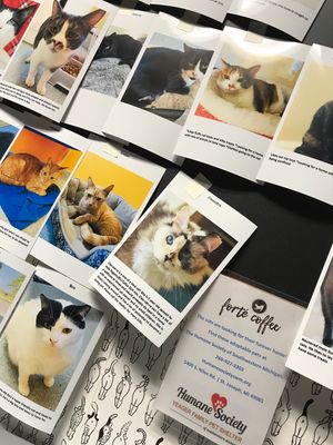 bathrooms feature pets available for adoption at local humane society at Forté Coffee in Benton Harbor