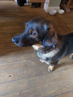 Dog of the owner at The Lemonade Stand in Cologne