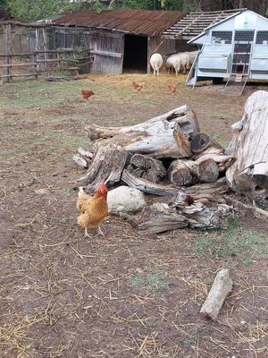  at Dulcamara in Ozzano Dell-emilia