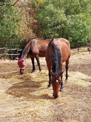  at Dulcamara in Ozzano Dell-emilia
