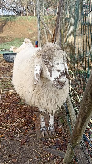  at Dulcamara in Ozzano Dell-emilia