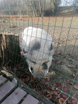  at Dulcamara in Ozzano Dell-emilia