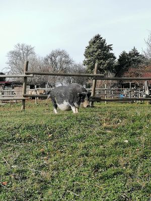  at Dulcamara in Ozzano Dell-emilia