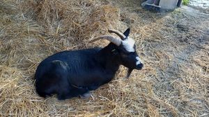 🐐romeo at Dulcamara in Ozzano Dell-emilia