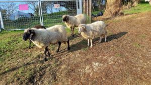 🐑pablo & 🐑bronchi & 🐑viola & 🐑brocolo at Dulcamara in Ozzano Dell-emilia