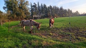 🫏ramona & 🐎genny at Dulcamara in Ozzano Dell-emilia