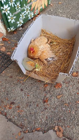 🐔maria at Dulcamara in Ozzano Dell-emilia