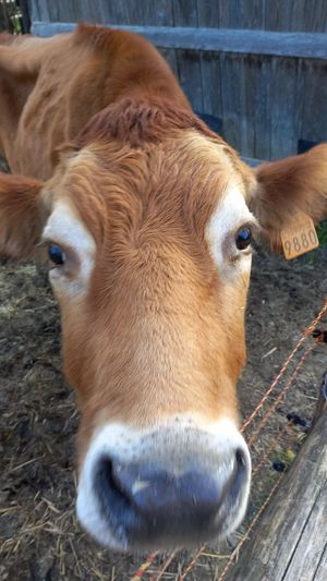 🐮bettina at Dulcamara in Ozzano Dell-emilia