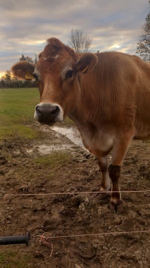 🐮dino at Dulcamara in Ozzano Dell-emilia