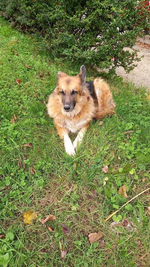 🐶louise at Dulcamara in Ozzano Dell-emilia