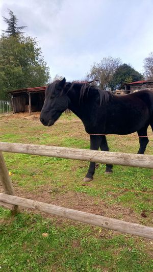 🐎tudor at Dulcamara in Ozzano Dell-emilia