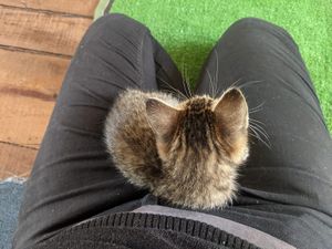 The cats (especially the kittens) love climbing on you. at Gatorium in Quito