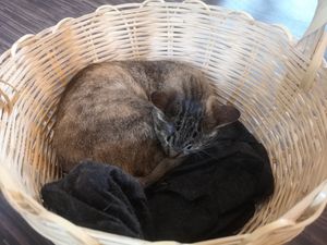 Cuddly Cats at Gatorium in Quito