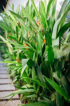  at Mother Earth Vegan Hotel in Tamarindo