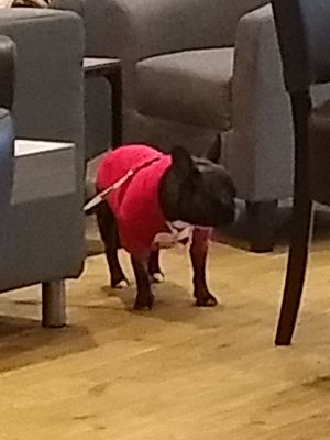 Dog friendly at Harry's Place CIC in Ballynahinch