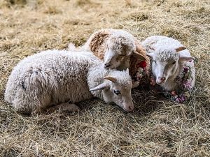  at Ballydidean Farm Sanctuary in Clinton