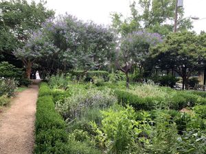 A beautiful bride in the surrounding butterfly bushes  at Rosie's Coffee & Wine Garden in Charlotte