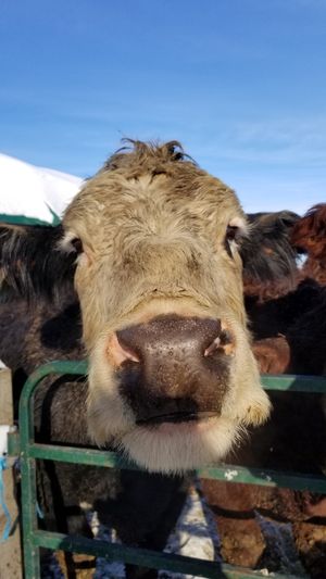  at Farmhouse Garden Animal Home in Uxbridge