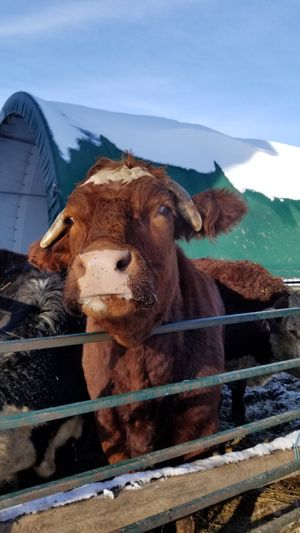  at Farmhouse Garden Animal Home in Uxbridge