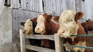  at Farmhouse Garden Animal Home in Uxbridge