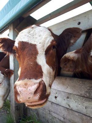  at Farmhouse Garden Animal Home in Uxbridge