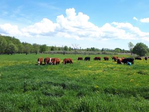  at Farmhouse Garden Animal Home in Uxbridge