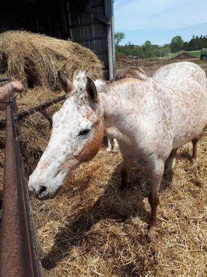  at Farmhouse Garden Animal Home in Uxbridge