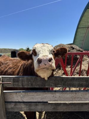   at Farmhouse Garden Animal Home in Uxbridge