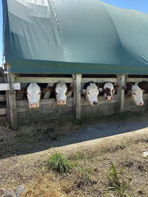   at Farmhouse Garden Animal Home in Uxbridge