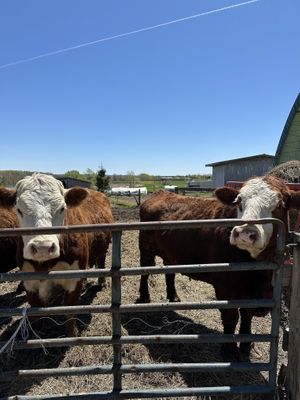   at Farmhouse Garden Animal Home in Uxbridge