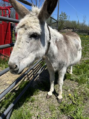   at Farmhouse Garden Animal Home in Uxbridge