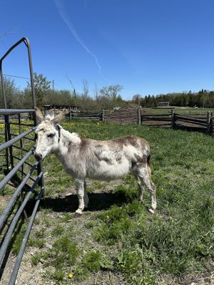   at Farmhouse Garden Animal Home in Uxbridge