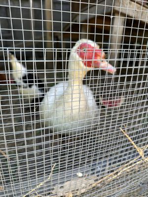   at Farmhouse Garden Animal Home in Uxbridge