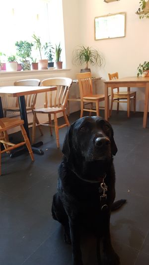 Doggo friendly at Vibes in Dorchester