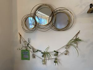 Plant cuttings swap   at Vibes in Dorchester