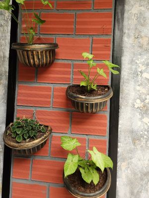  at La Jungla Veg in Bucaramanga