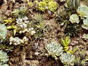 Living wall and back gate.  at Hone's Garden in Northland