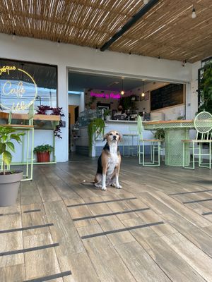 Welcome! 🐕⭐️ at Bosque Urbano in San Jose