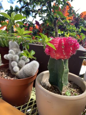 Succulents!   at Bosque Urbano in San Jose